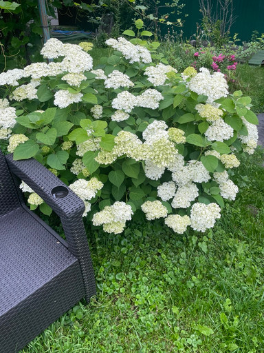 Гортензия древовидная Аннабель 3 л