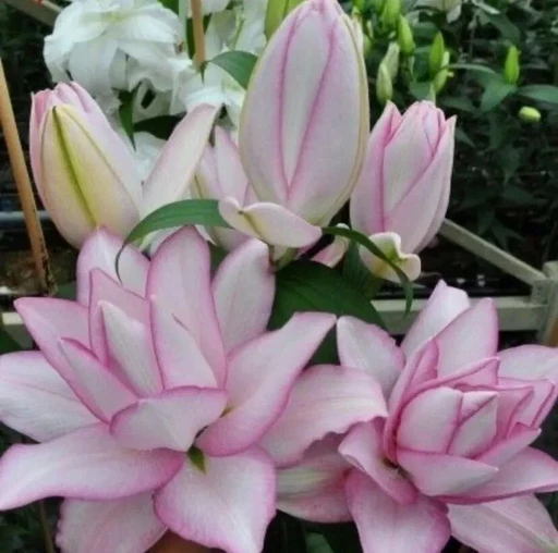 Лилия ROSELILY АННУШКА