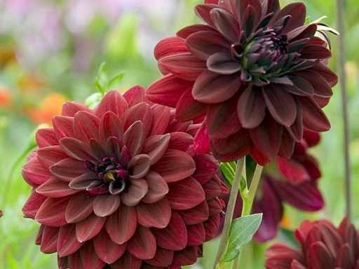 Георгина АРАБИАН МИСТЕРИ Георгина АРАБИАН МИСТЕРИ