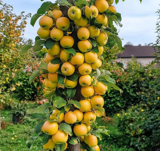 Яблоня колоновидная Августовское Жёлтое