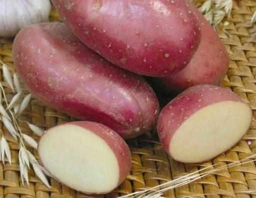 Картофель Ажур Элита ранний