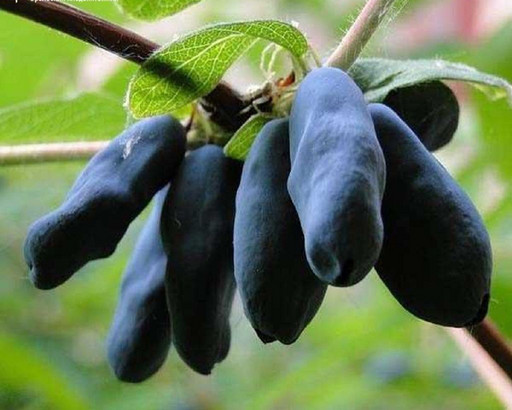 Жимолость Бакчарский великан ОКС