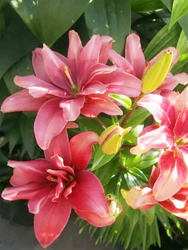 Лилия БАТТЕРФЛЯЙ БЛОССОМ