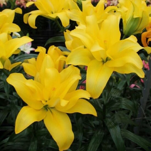 Лилия БАТТЕРФЛЯЙ ВИНГЗ