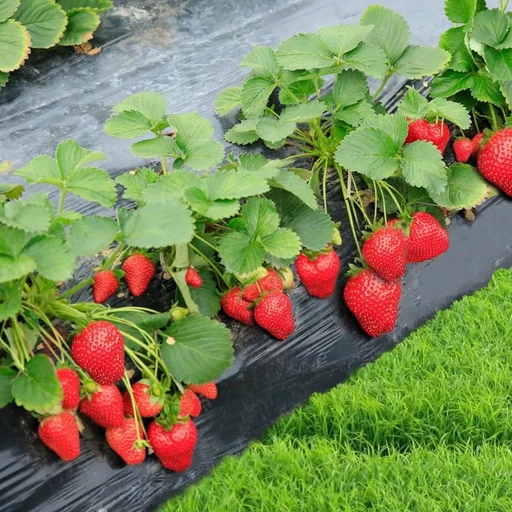 Клубника Вима Рина, ремонтантная