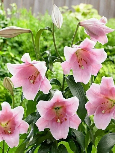 Лилия БЕЛЛСОНГ