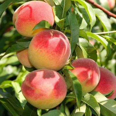 Персик Белгородский