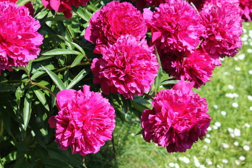 Пион БЕСТ МЕН