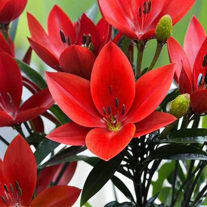 Лилия БЛАШИНГ ДЖОЙ