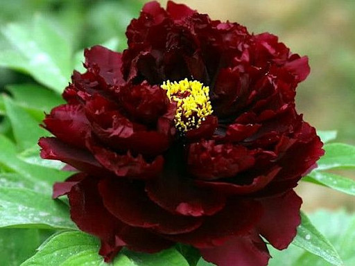 Пион БЛЭК БЬЮТИ