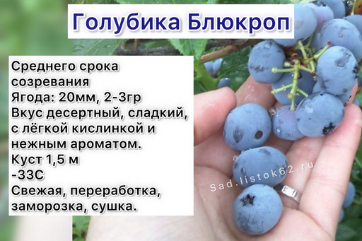 Голубика Блюкроп 2 год 1,5 л