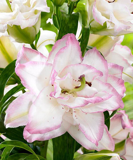 Лилия БЬЮТИТРЕНД