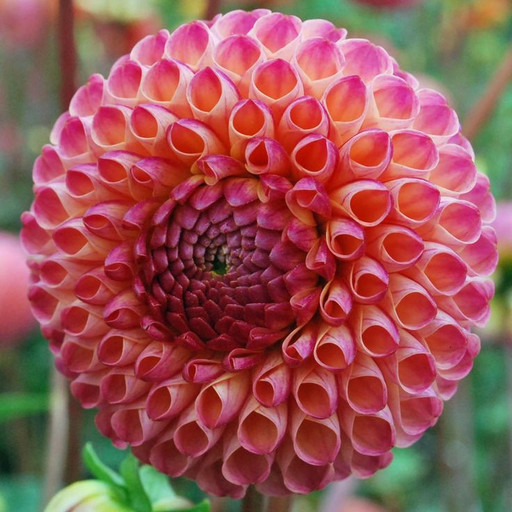 Георгина БУРЛЕСК