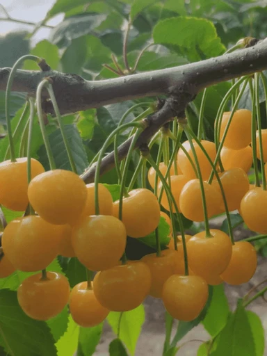 Черешня Рондо жёлтая ОКС