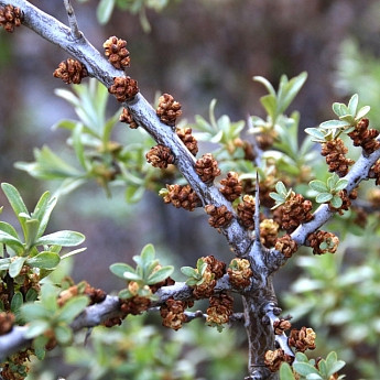 Облепиха Алей (опылитель) Р9 мальчик