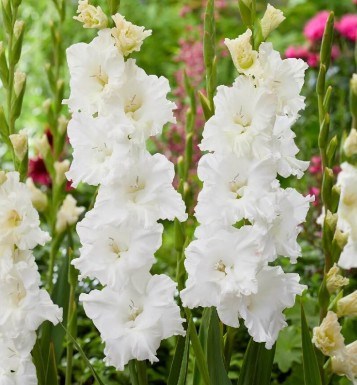 Гладиолус Цера Суммум