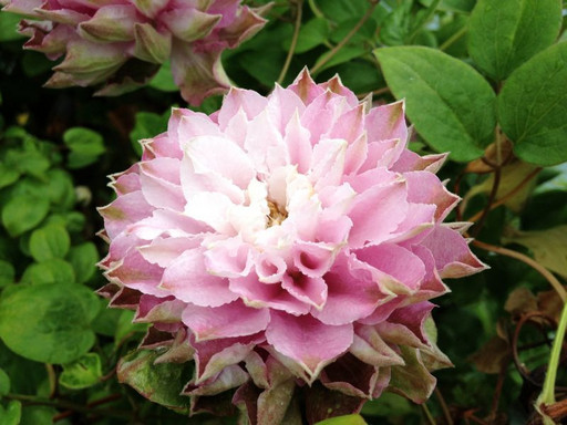 Клематис ДАНСИНГ СМАЙЛ