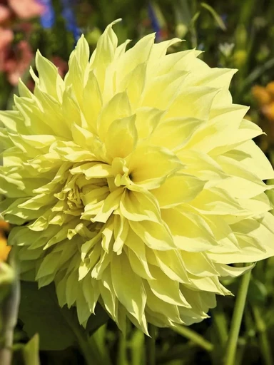 Георгина КЕЛЬВИН ФЛУДЛАЙТ Георгина КЕЛЬВИН ФЛУДЛАЙТ