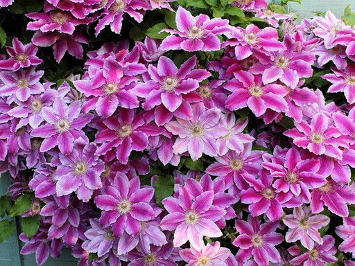 Клематис ДОК. РУППЕЛ ОКС Клематис ДОК. РУППЕЛ ОКС