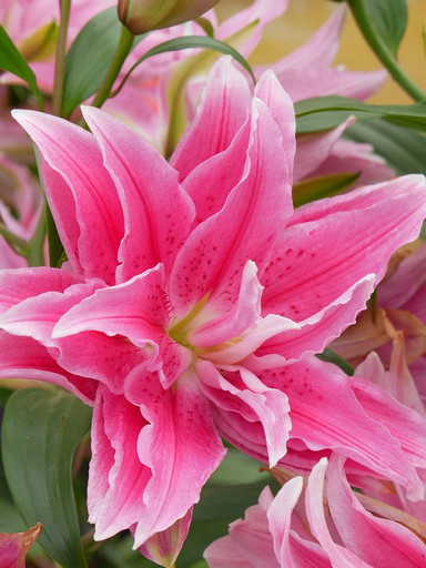 Лилия ROSELILY ДЖАСМИНА