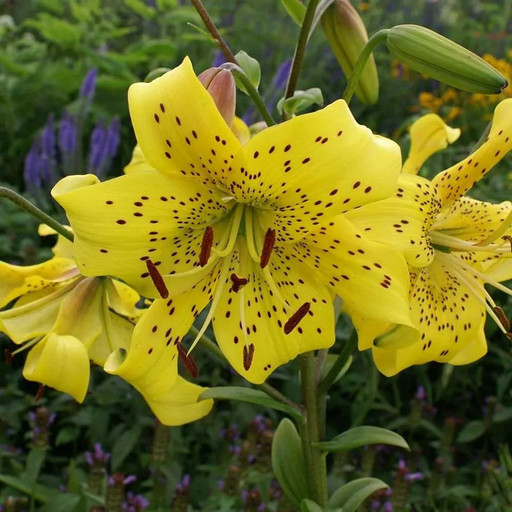 Лилия ПЕРЛ ДЖЕНИФЕР