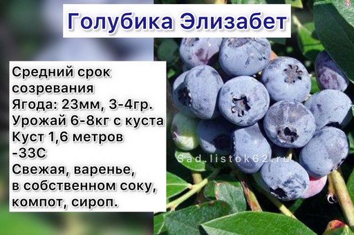 Голубика Элизабет 2 год 1,5 л