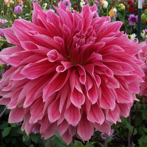 Георгина ЭМОРИ ПОЛ Георгина ЭМОРИ ПОЛ