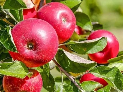 Яблоня Редлав Эра