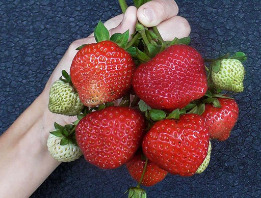 Клубника Свит Эви ремонтантная Клубника Свит Эви ремонтантная