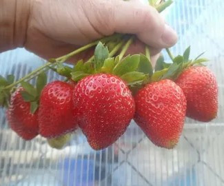 Клубника Эвис Далайт ремонтантная