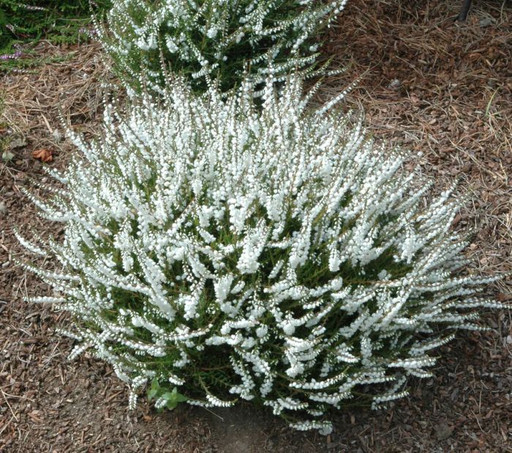 Вереск Лонг вайт р9