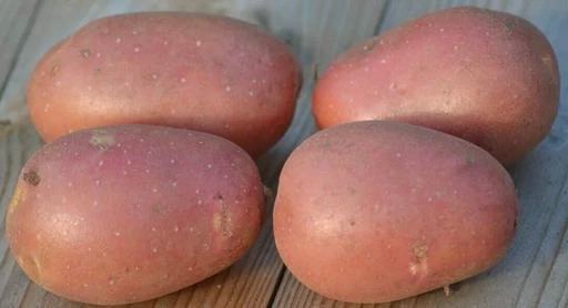 Картофель Фламинго 1 репродукция ранний