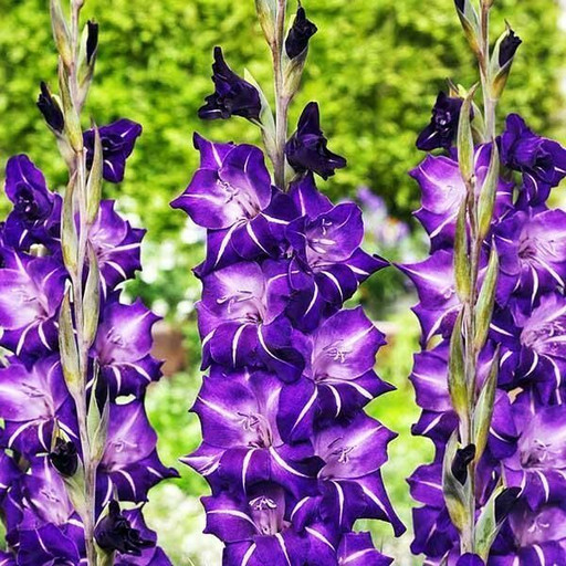 Гладиолус Флирти