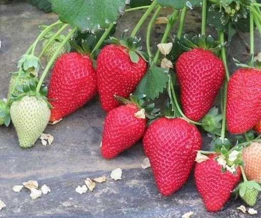 Клубника Фраголария ранняя Клубника Фраголария ранняя