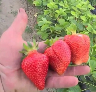 Клубника Франческо ранняя Клубника Франческо ранняя