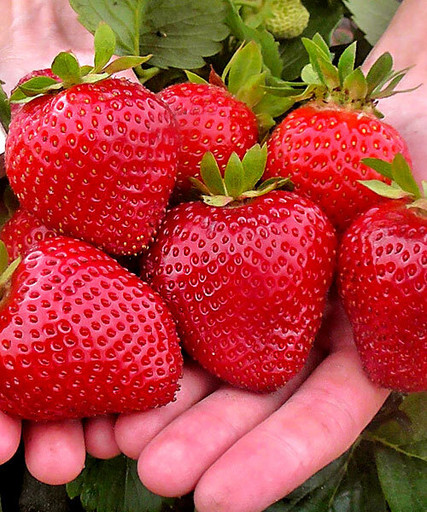 Клубника Фурор ремонтантная Клубника Фурор ремонтантная