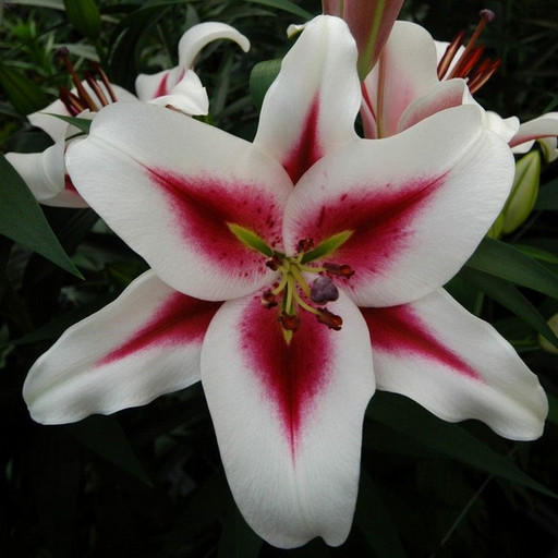 Лилия ГАУЧО высота до 145см