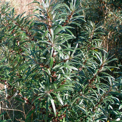 Облепиха Гном (опылитель)