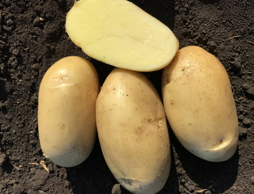 Картофель Гулливер супер элита кг