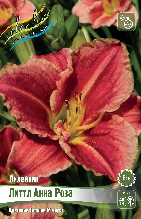 Лилейник ЛИТТЛ АННА РОЗА