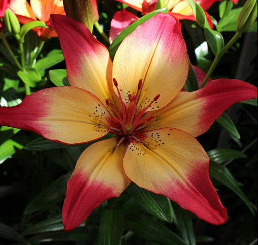 Лилия ХЕРТСТРИНГС