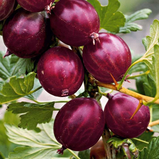 Крыжовник Хиннонмаки Рэд Р9