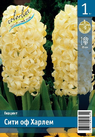 Гиацинт Сити оф Харлем
