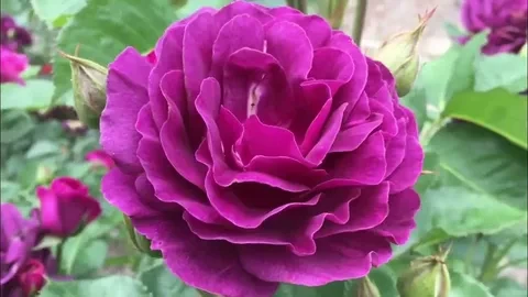 Роза Минерва ОКС Роза Минерва ОКС