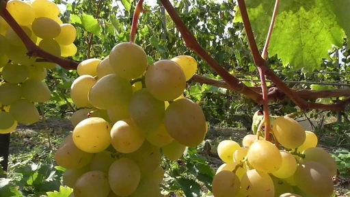 Виноград Монарх белый ОКС