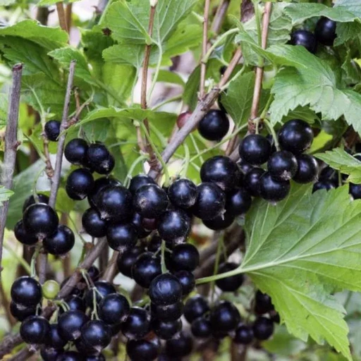 Смородина черная Селечинская 2 ОКС