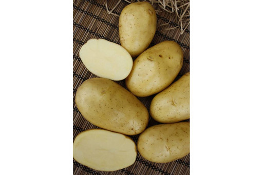 Картофель Илона Элита средний