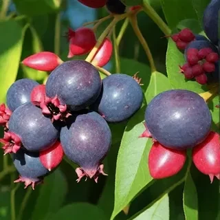 Ирга Красноярская