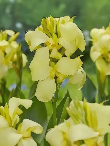 Канна (зелен) ШАЙНИНГ ЛЕМОН