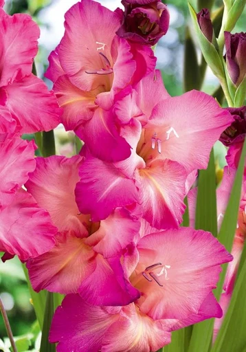 Гладиолус КИНГСТОН ФРИЗЗЛС